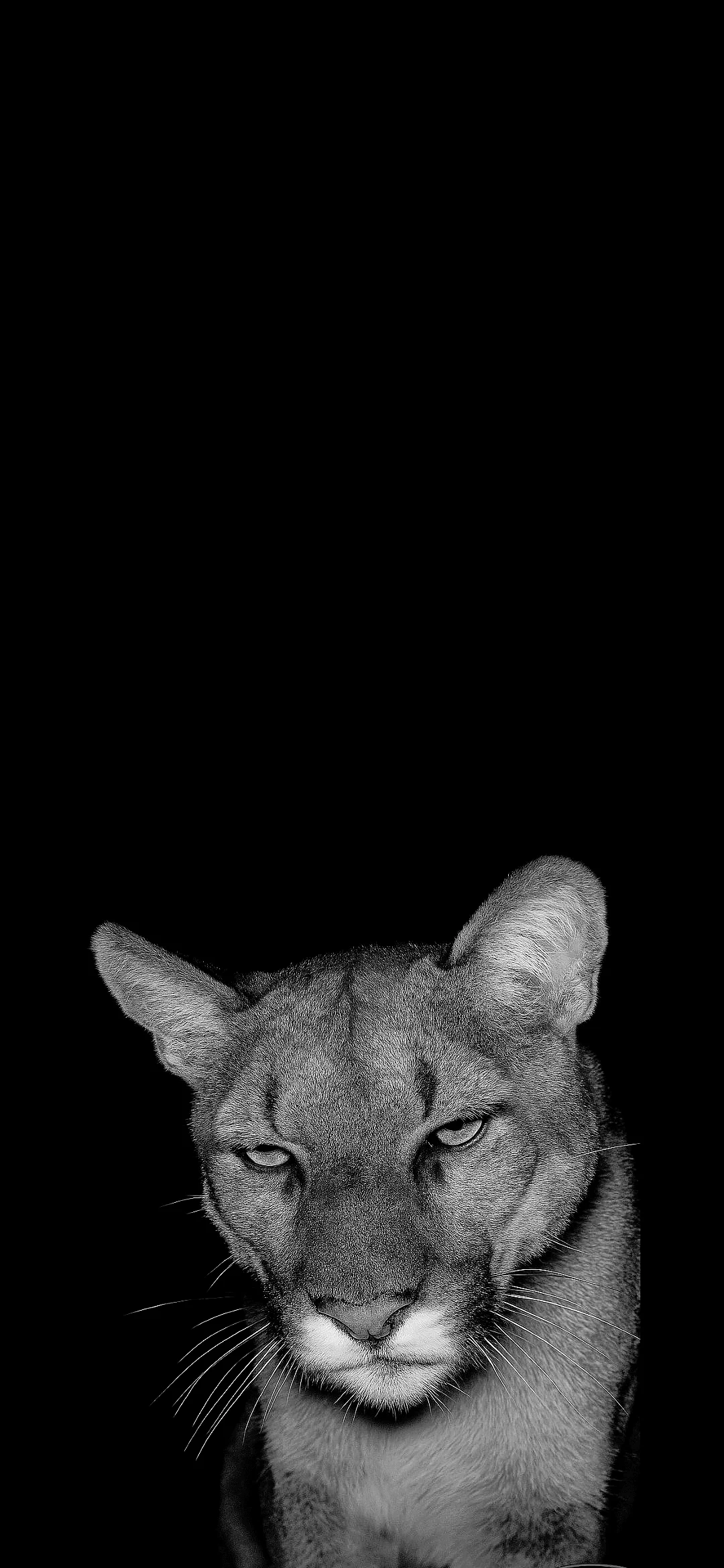 Puma on Black Background wallpapers