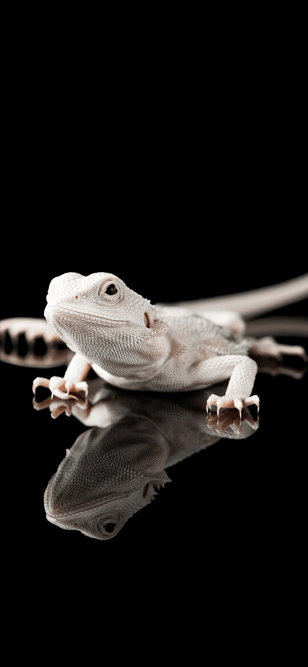 White lizard wallpapers