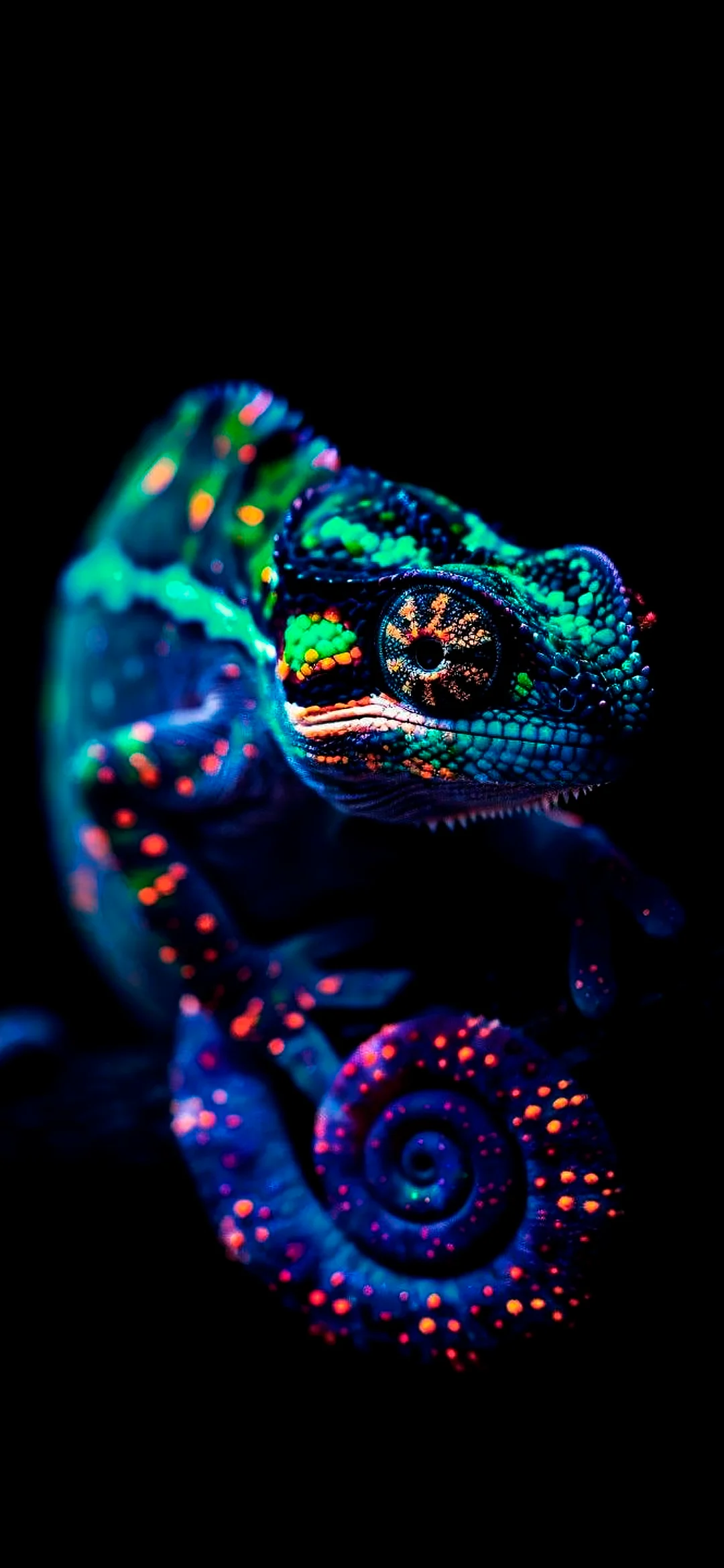 Colorful chameleon with detailed scales and distinctive eyes on a solid black background, showcasing vibrant greens, blues, and reptile features