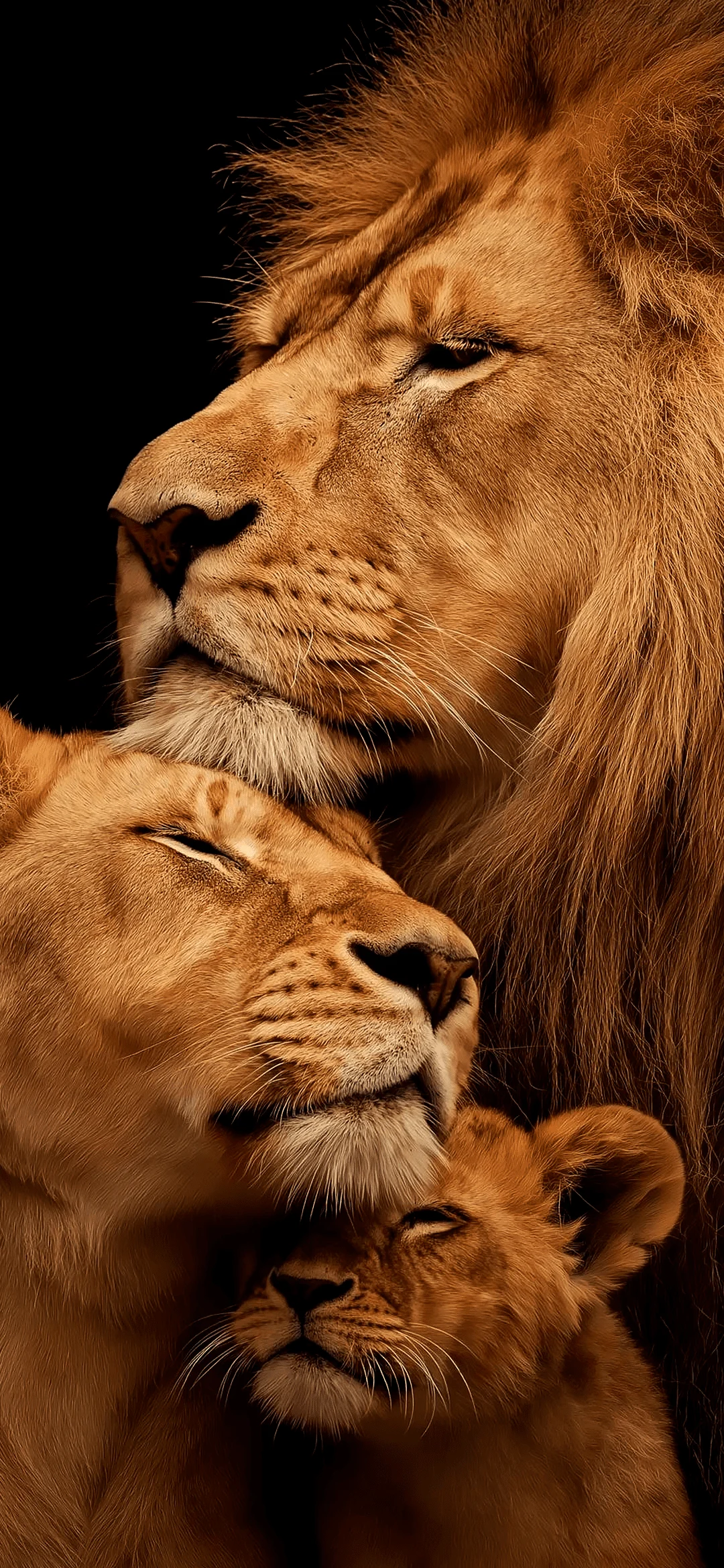 Family lions wallpaper hd – wildlife animal parent cub nature background