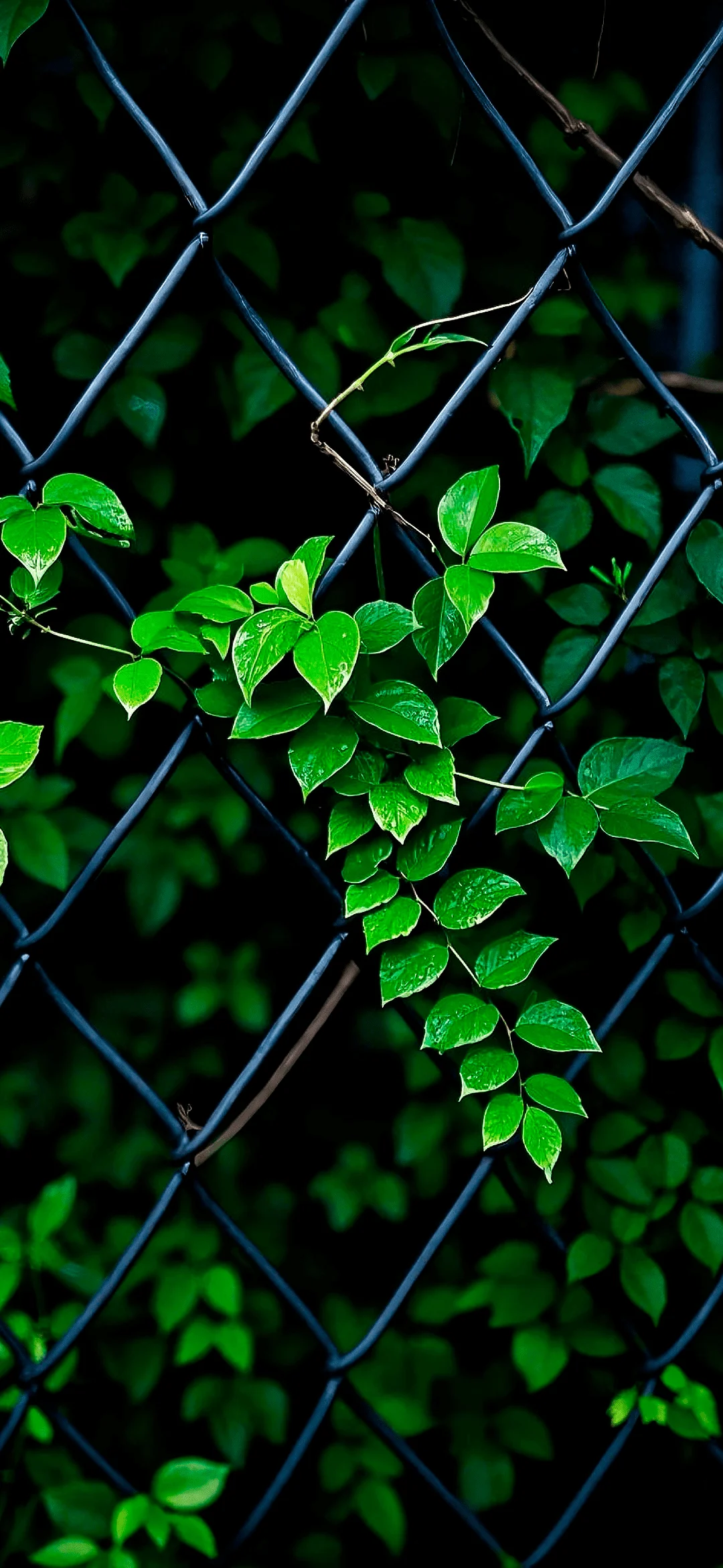 leafs behind bars wallpaper hd – abstract nature lines texture background