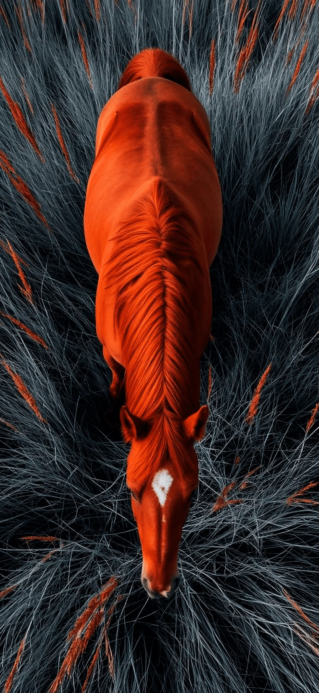 Orange horse wallpaper hd