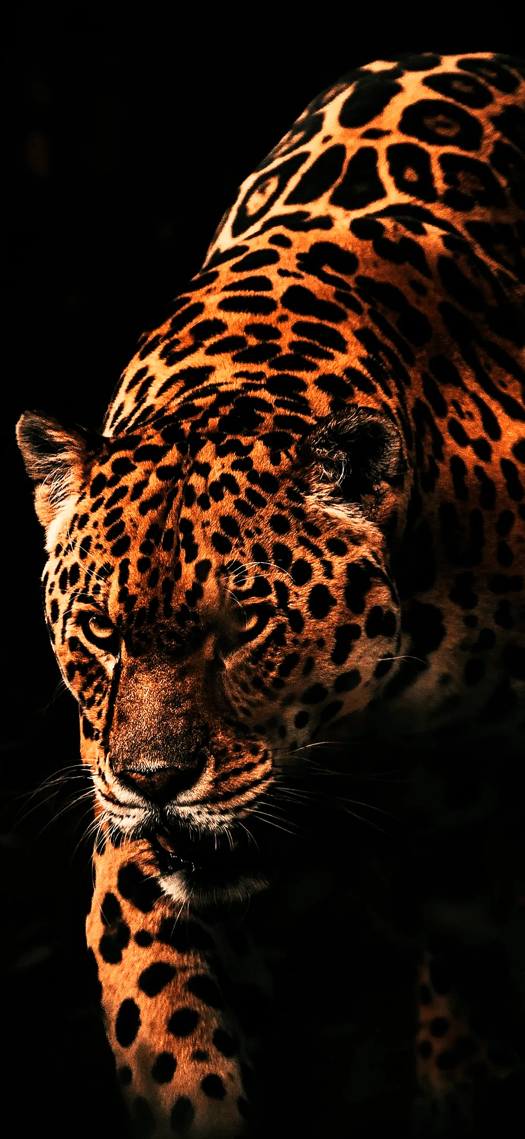 Crouching Leopard wallpaper hd