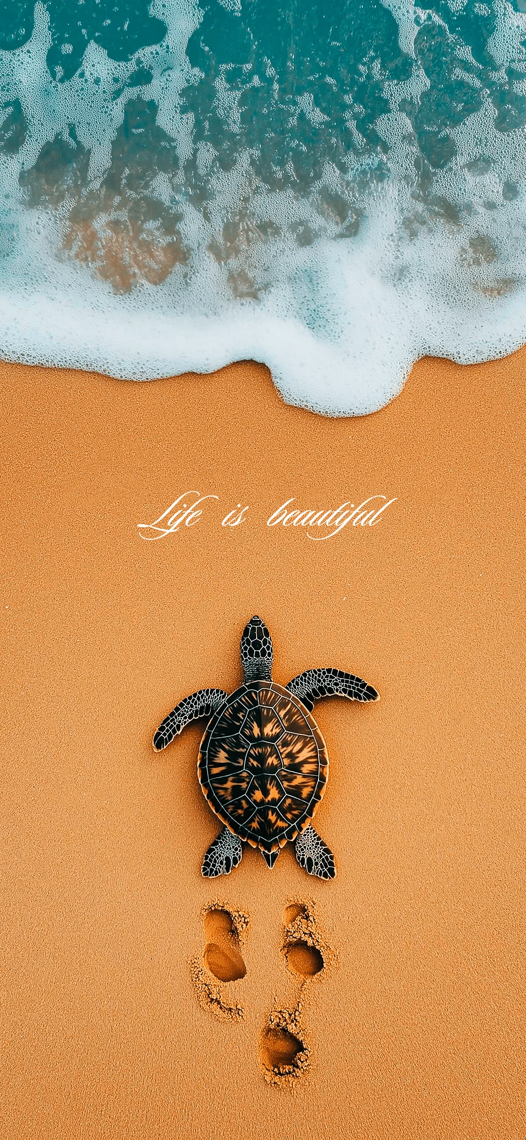 The turtle runs to the ocean wallpapers, life is beautifull