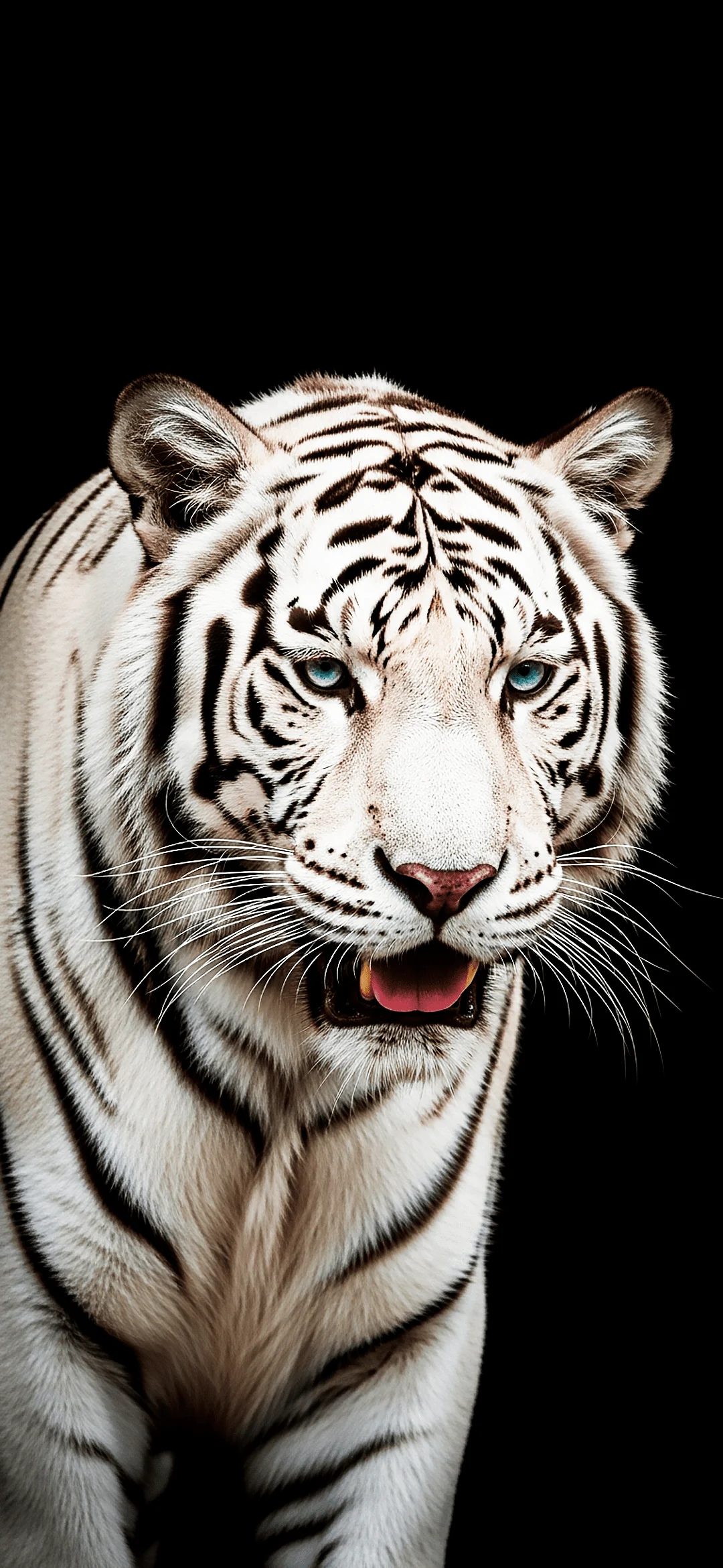 White tiger on a black background wallpaper