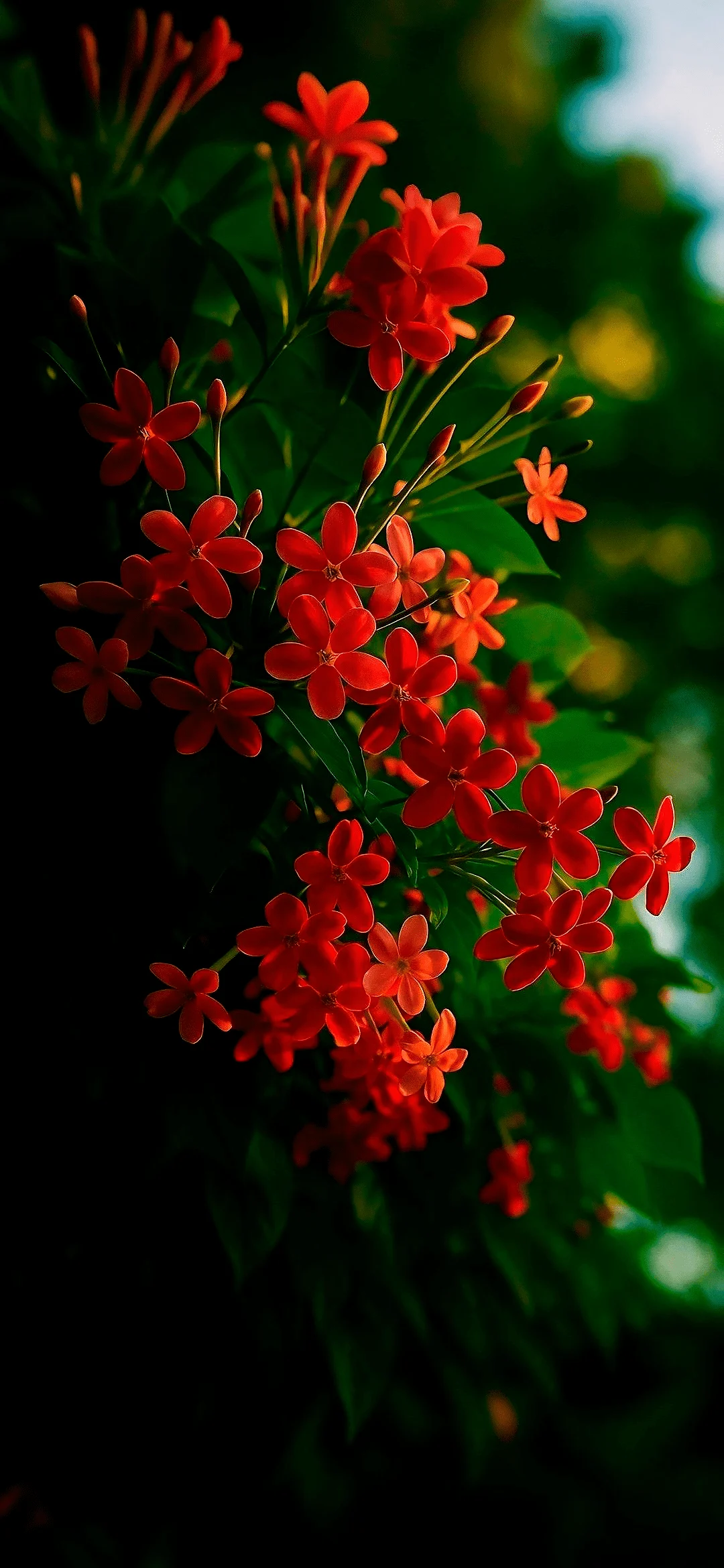 Red flowers wallpaper hd