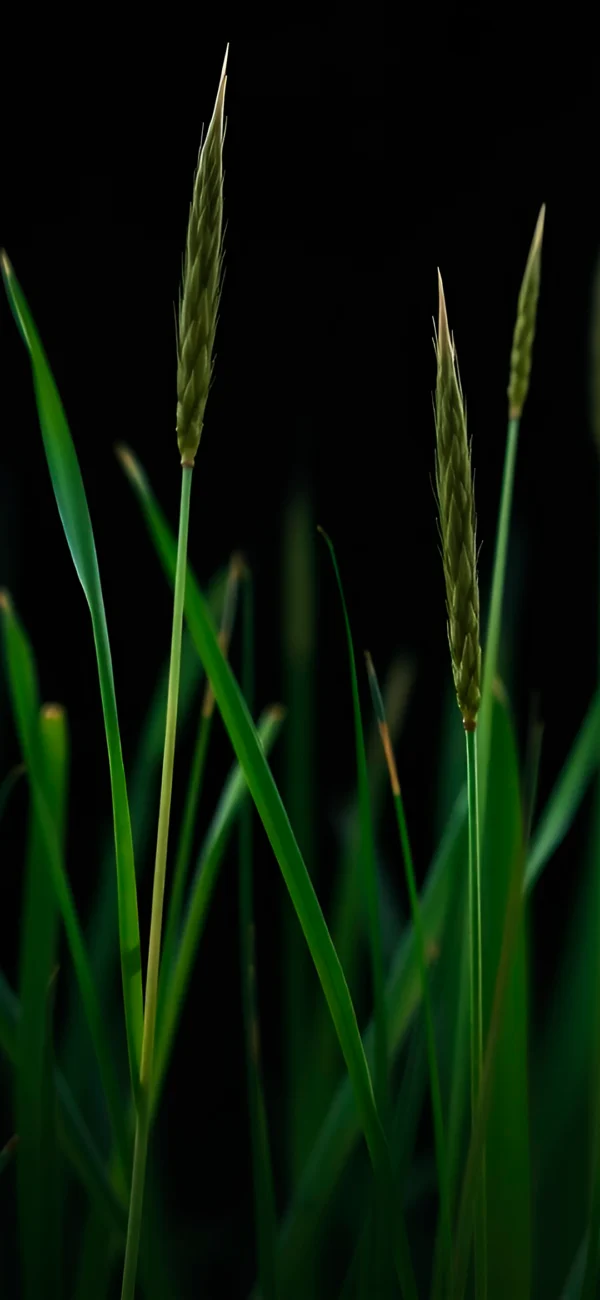 Grass with black background wallpaper